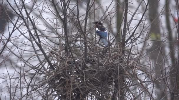 Pássaro magpie constrói um ninho
 - Filmagem, Vídeo