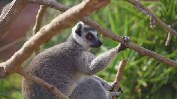 Ogoniasty lemur w parku narodowym. - Materiał filmowy, wideo