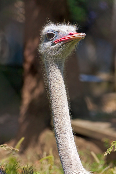 ostrich - Photo, image