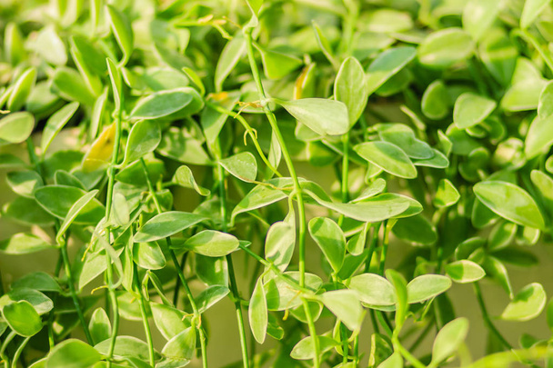 Green ivy leaves background of dave (Dischidia nummularia variegata), a fantastic green creeper plant that hanging for garden and interior decoration. Selective focus - Foto, immagini