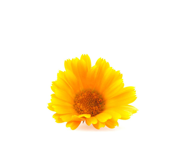 Marigold - Calendula Officinalis Απομονωμένη σε λευκό χρώμα - Φωτογραφία, εικόνα