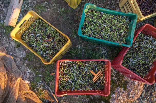 Καλάθια με πλήρη συγκομιδή ελιών από την ιταλική οργανική φάρμα στενή ups - Φωτογραφία, εικόνα