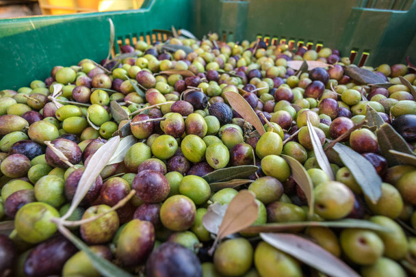 Paniers avec récolte complète d'olives de ferme biologique italienne Fermer
 - Photo, image