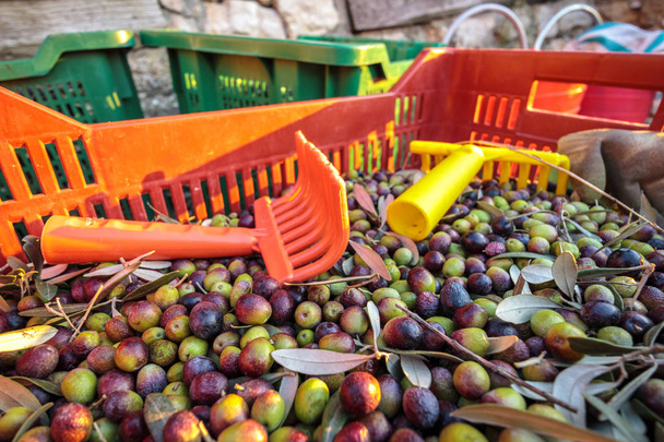 Paniers avec récolte complète d'olives de ferme biologique italienne Gros plans avec râteaux
 - Photo, image