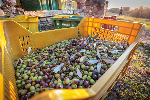 Korit Täysi sato oliiveja Italian Organic Farm lähikuvat
 - Valokuva, kuva