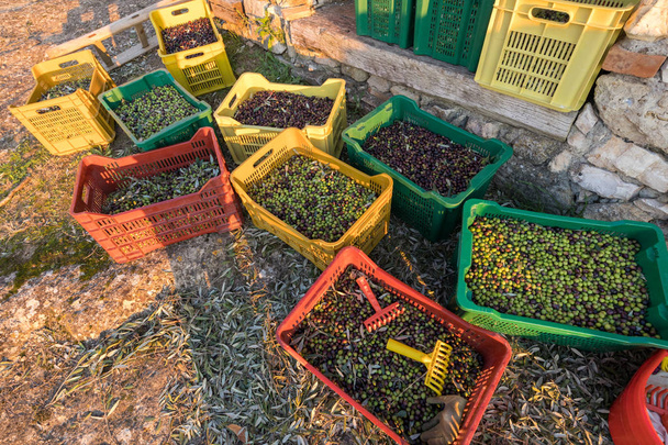 Корзины с полным урожаем оливок с итальянской органической фермы крупным планом
 - Фото, изображение