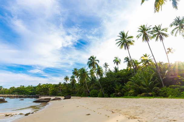 ココヤシの木の木の熱帯の島の楽園のどかな海ビーチ - 写真・画像