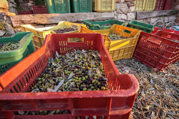 Baskets with Full harvest of olives from Italian Organic Farm Close ups - Fotó, kép