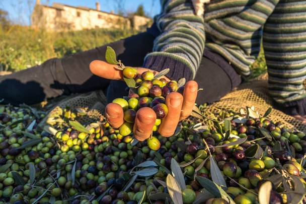 Зібраний урожай оливки iin руку закрити макросів, які працюють в Італії ферми - Фото, зображення