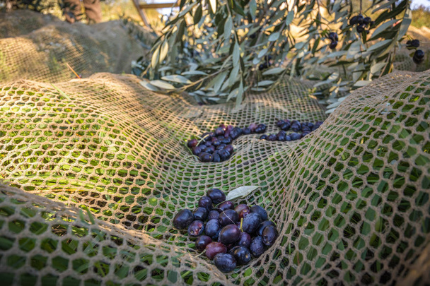 Close up de azeitonas escuras e maduras colhidas da colheita
 - Foto, Imagem