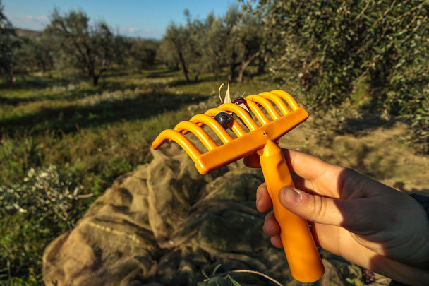 Rastrillo de recolección de aceitunas con aceituna oscura durante la cosecha en Italia Famland
 - Foto, Imagen