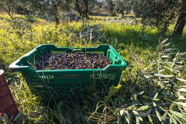 Panier plein d'olives collectées dans le verger italien
 - Photo, image