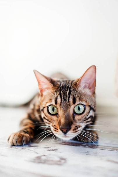 屋内狩りにベンガル猫の品種 - 写真・画像