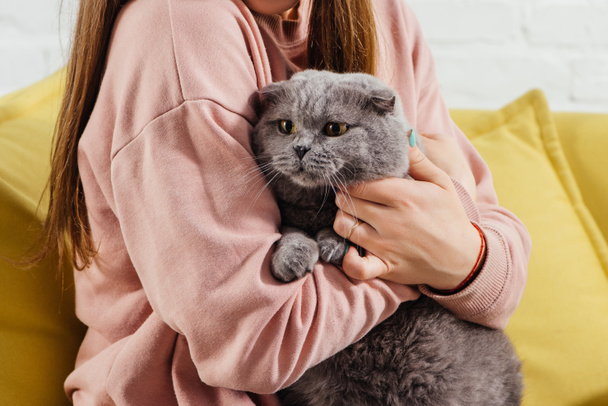 cropped view of beautiful girl in pink sweater holding cute scottish fold cat - Foto, Imagen