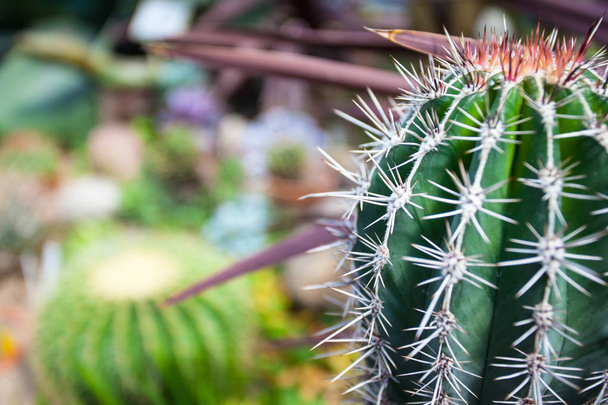 Bella vista cactus spinoso dalla parte anteriore
 - Foto, immagini