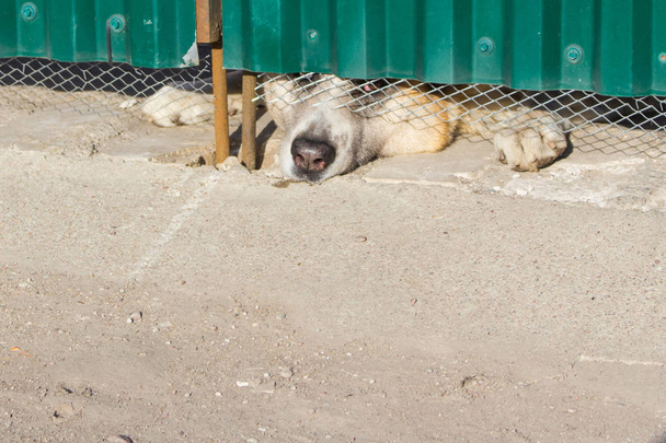 dog looks sad from under the fence - Фото, изображение