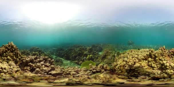 Korallzátonyokat és a trópusi hal vr360 - Felvétel, videó
