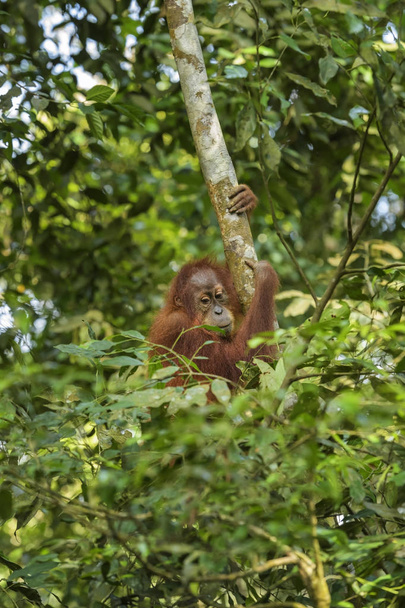 Sumatra Orang-utan - Pongo abelii, ormanlardaki Sumatra, Endonezya hominid primat. - Fotoğraf, Görsel