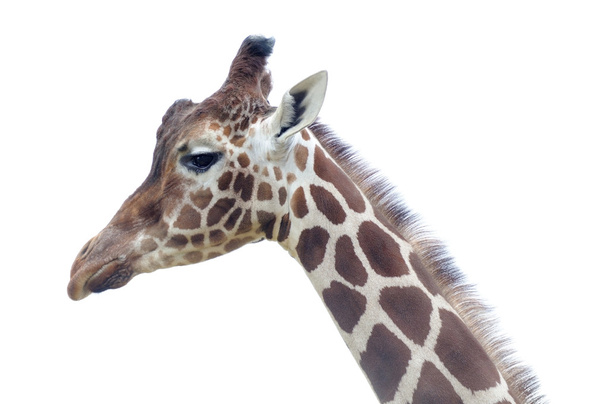 Giraffen Nahaufnahme - Foto, Bild