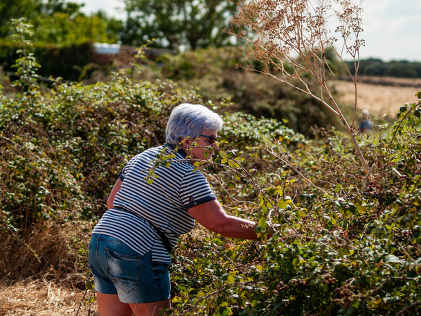 A senior woman with gray hair gathering blackberries from a bush in an organic farming plantation - Photo, Image
