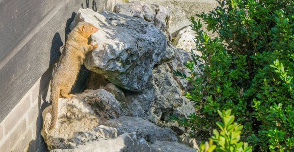 Kahverengi cüce firavun faresi Afrika 'nın güneyindeki bir kaya yaban hayvanının karşısında duruyor. - Fotoğraf, Görsel