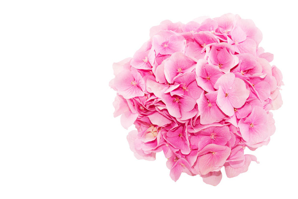 Top view of fresh hydrangea flower isolated on white background. Pink flowers and free space for text on the left. - Fotografie, Obrázek