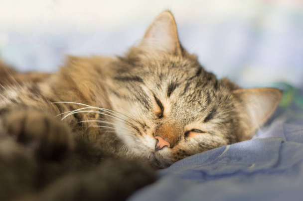  beautiful grey cat sleeping on the bed - Foto, imagen