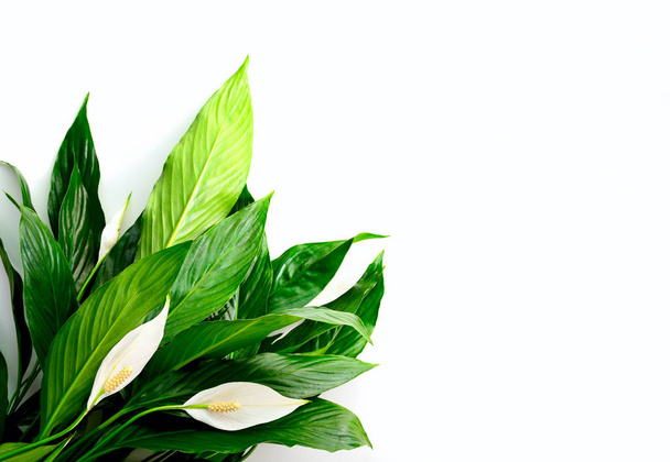 Banner o fondo de spathiphyllum floral con un espacio en blanco para un texto
 - Foto, Imagen