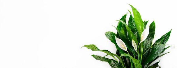 Floral spathiphyllum banner or background with a blank space for a text - Foto, Imagem
