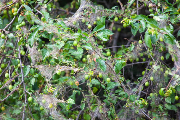 orugas y telarañas en ramas y hojas
 - Foto, Imagen