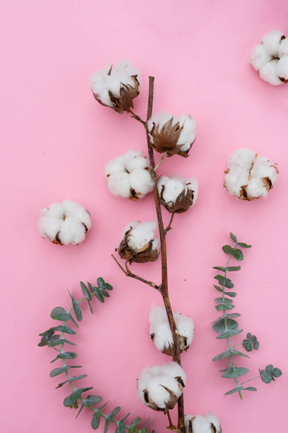 Cotton flowers with eucaliptus - Fotoğraf, Görsel