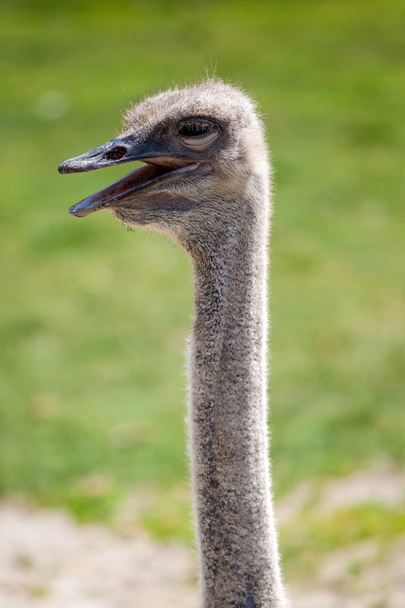 The head and long neck of an ostrich - Zdjęcie, obraz