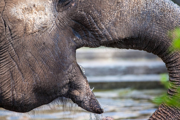 an elephant drinks water with a trunk, close-up - Φωτογραφία, εικόνα