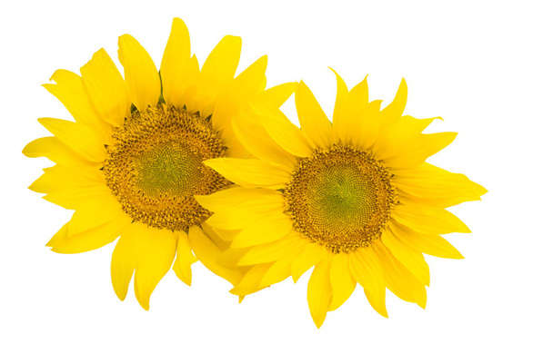 auringonkukka eristetty valkoisella taustalla - Valokuva, kuva