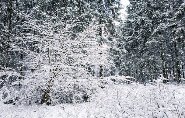 Snowfall in winter forest. Nature background with snow. - 写真・画像