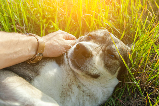 person stroking gray dog on nature, toned - Photo, Image