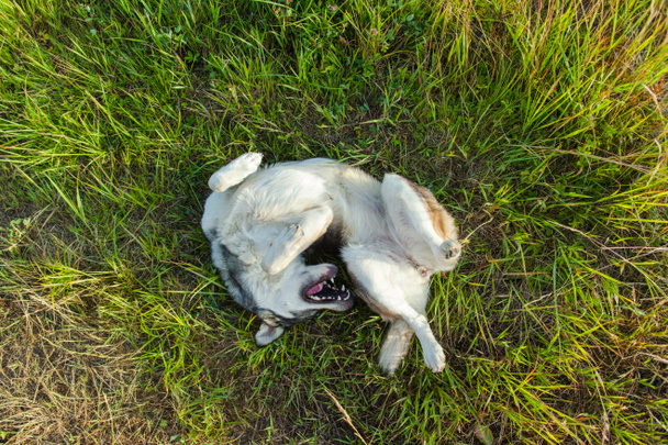 neşeli, neşeli küçük köpek çim üzerinde yalan ve çim sırtına tırmalamak - Fotoğraf, Görsel