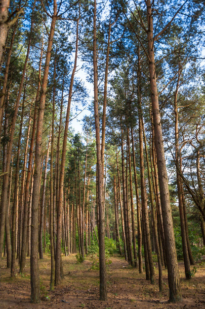 trunks of pines in a dense forest - Photo, Image