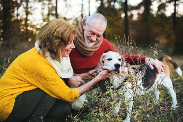 A senior couple with a dog in an autumn nature. - Zdjęcie, obraz