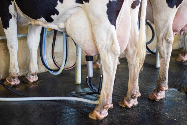 крупним планом - доїльна установка для корови, доїльна корова з доїльною машиною сучасний
. - Фото, зображення
