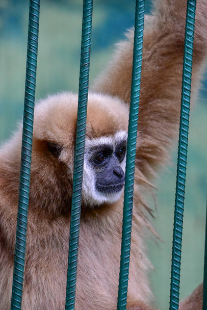 De gibbon gevangen zitten in een stalen kooi en vertonen de wreedheid van de mensheid. Gibbons in de kooi - Foto, afbeelding