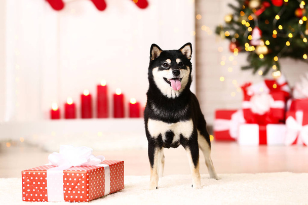 Shiba inu dog with gift box near christmas tree - Foto, Bild