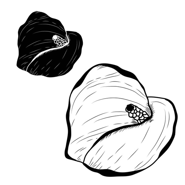 Decorative calla flowers set, design elements. Can be used for cards, invitations, banners, posters, print design. Floral background in line art style - Vektor, kép