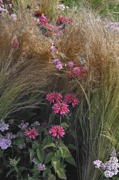 Colourful flower border with Monarda, Echinacea, Astilbes and assorted grasses in a country garden - Photo, Image