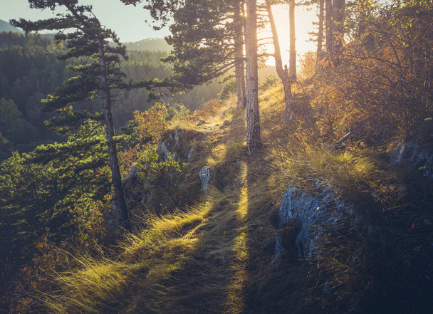 Scenario autunnale con luci del tramonto che proiettano ombre in una foresta di conifere. Luce solare dorata che splende tra gli abeti all'alba
. - Foto, immagini