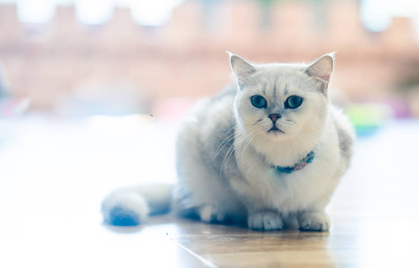 White Cat - Gray - Brown Play in the room,soft focus - Фото, изображение