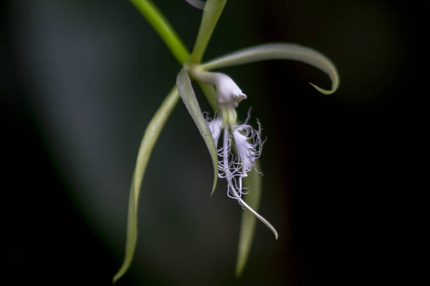 Orchid in the wild with white in nature. - Photo, Image
