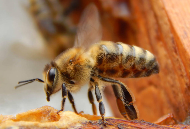 μέλισσα κοντά κάθεται πάνω σε ένα πλαίσιο σε μια κυψέλη. - Φωτογραφία, εικόνα
