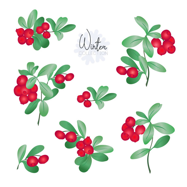 Set with lingonberries. Colored vector illustration. Isolated on white background. - Vetor, Imagem