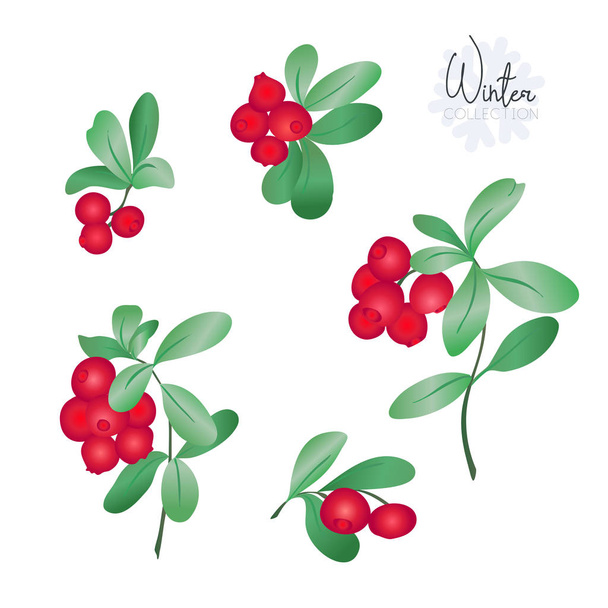 Set with lingonberries. Colored vector illustration. Isolated on white background. - Vektori, kuva